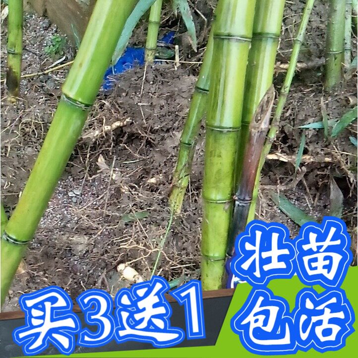 顺丰雷竹苗种毛竹楠竹桂竹早园竹黄金竹红哺鸡竹斑苦竹食用笋竹子