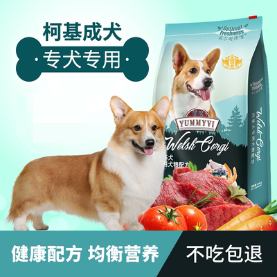 牛初乳柯基犬威尔逊馋嘴