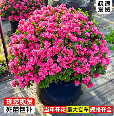 毛杜鹃夏娟春杜鹃工程绿化苗西洋杜鹃庭院花坛四季开花映山红树苗