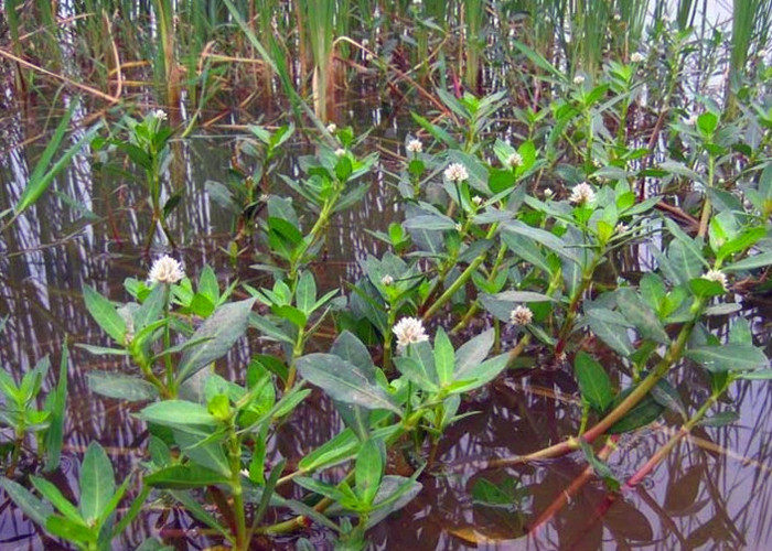 水花生苗 空心莲子草 革命水生植物池塘绿化养鱼养虾增氧沉水植物在类目 鲜花速递/花卉仿真/绿植园艺, 花卉/绿植盆栽（新）, 绿植中 - 来自Buy2taobao.com提供专业的淘宝代购服务