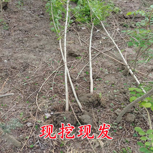 可食用洋槐树苗 洋槐花树苗 刺槐树白花槐树苗槐树花可以食用