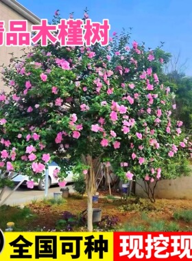 木槿花树苗可食用棒棒糖木槿花重瓣大苗阳台庭院盆栽耐寒四季好养