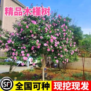 木槿花树苗可食用棒棒糖木槿花重瓣大苗阳台庭院盆栽耐寒四季好养