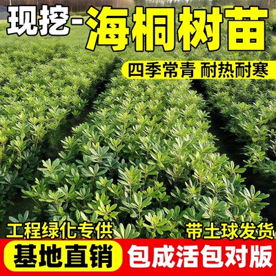 庭院绿化围墙四季青海树苗