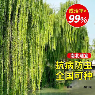 植树节柳树树苗黄金柳金丝垂柳小苗垂柳树苗速生竹柳行道绿化苗