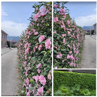 木槿树苗木槿篱笆庭院阳台花园绿篱围墙树苗耐寒好活当年开花