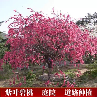 庭院观赏桃花红叶碧桃树苗紫叶碧桃苗工程绿化苗紫叶桃别墅风景树