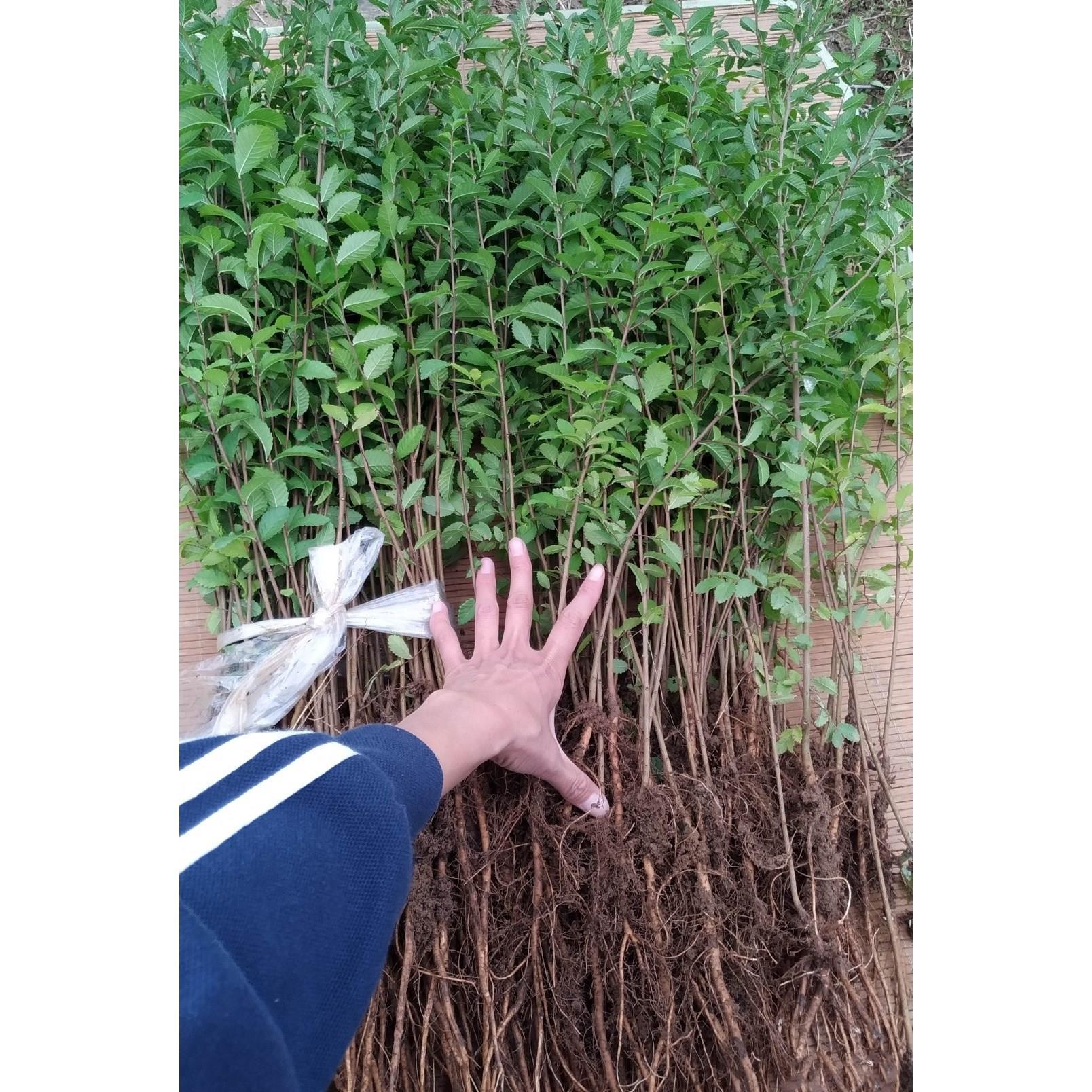 榆树苗榆树小苗小叶榔榆家榆榆钱树园林绿化树墙苗别墅庭院装饰