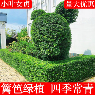 小叶女贞苗绿篱植物独杆棒棒糖女贞造型树庭院植物四季常青易成活