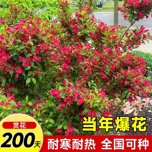 红王子锦带花苗耐寒北方南方当年开花盆栽地栽庭院别墅花篱花灌木
