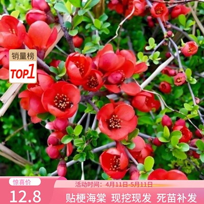 贴梗海棠花盆栽树苗盆景重瓣老桩庭院绿植物四季花卉开花好养易活