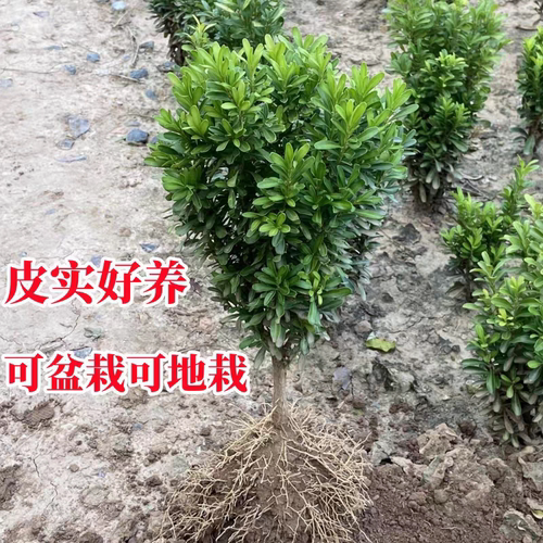 正宗雀舌瓜子黄杨千年矮树阳台庭院室外耐寒耐旱四季常青绿植花卉