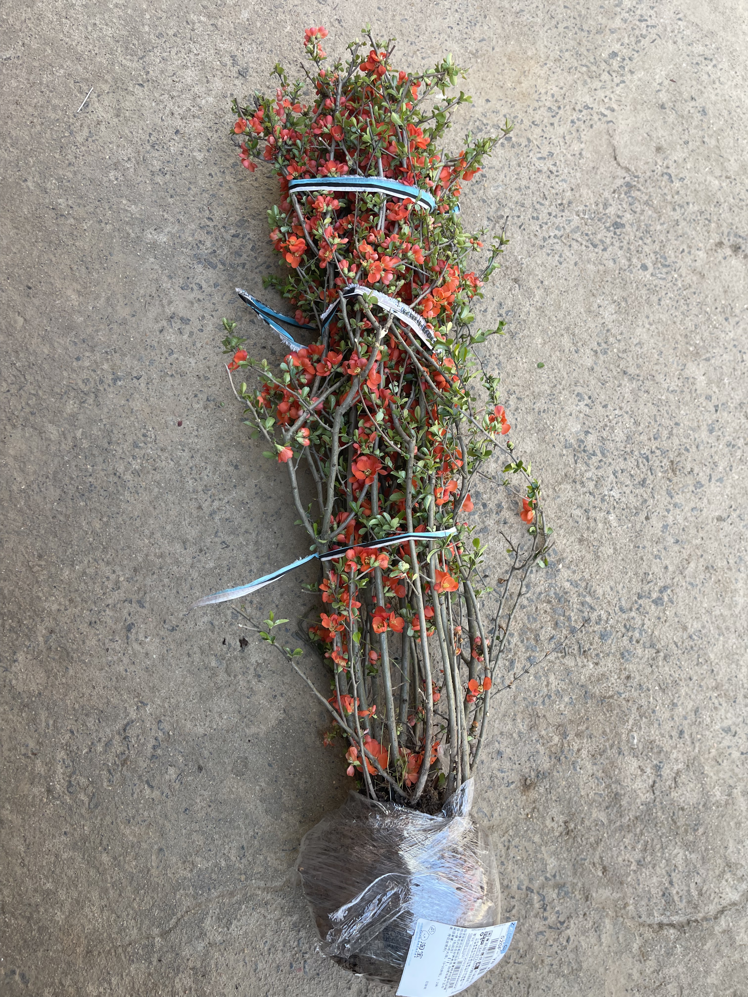 贴梗海棠盆栽植物耐寒好养四季花卉丛生铁杆观赏植物工程绿化苗木