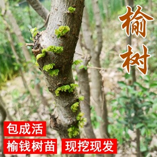 榆树苗榆树小苗小叶榔榆家榆榆钱树园林绿化树墙苗别墅庭院装饰