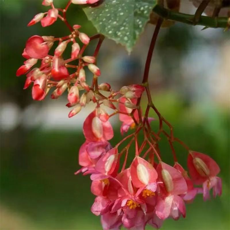 居秋园 竹节海棠花 盆栽花卉绿植大叶斑点秋海棠观花植物四季开花