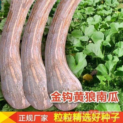 金钩南瓜品种大全甜糯金瓜懒人长柄南瓜种子金钩吊瓜种地