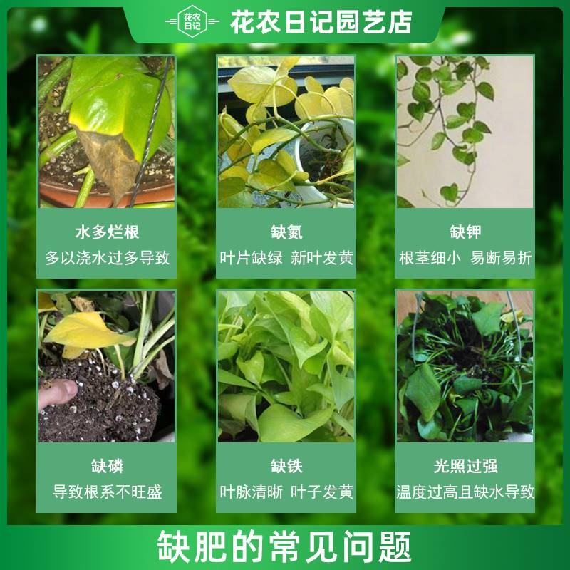 植物营养液通用型水培绿植专用室内盆栽养花肥料绿萝发财树富贵竹