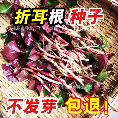 鱼腥草种子折耳根种籽云南贵州四川蔬菜原装四季蔬菜种子大全
