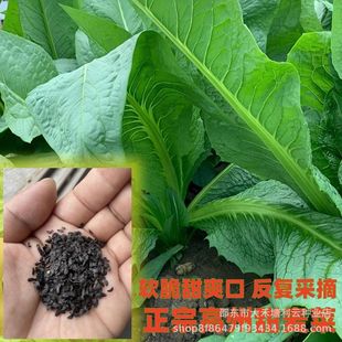 高州甜麦菜种子甜唛菜甜油麦菜甜麻菜四季耐热抗寒甜 油麦菜种子