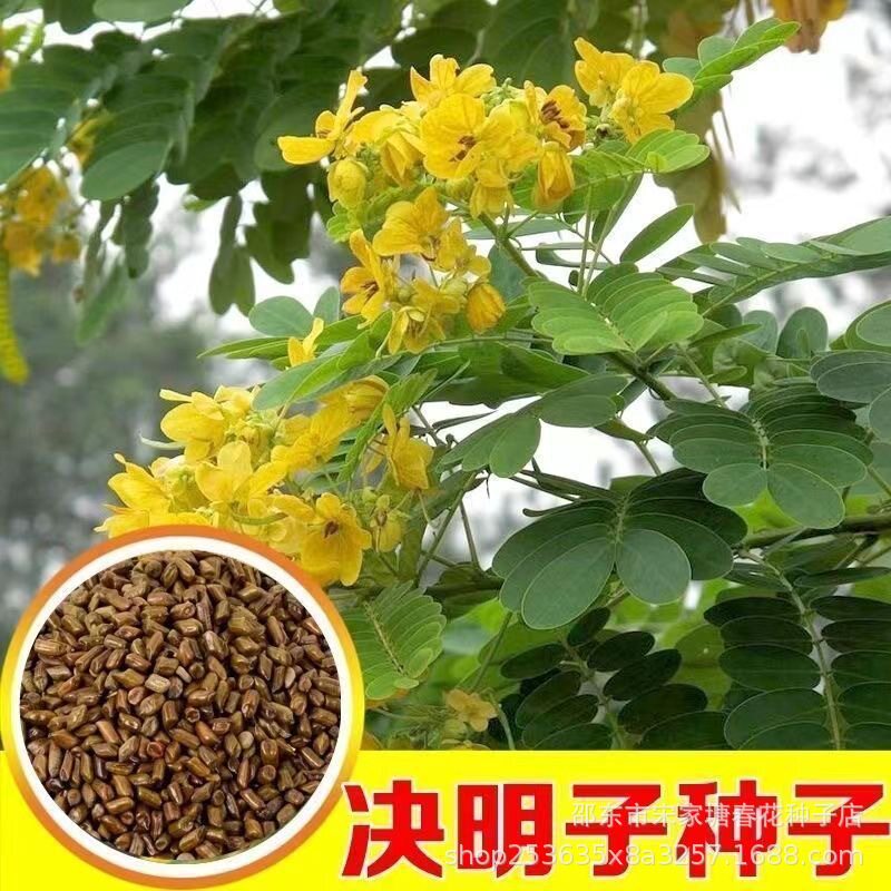 决明子种子籽四季播种蔬菜阳台盆栽庭院马蹄决明双荚决明子种子