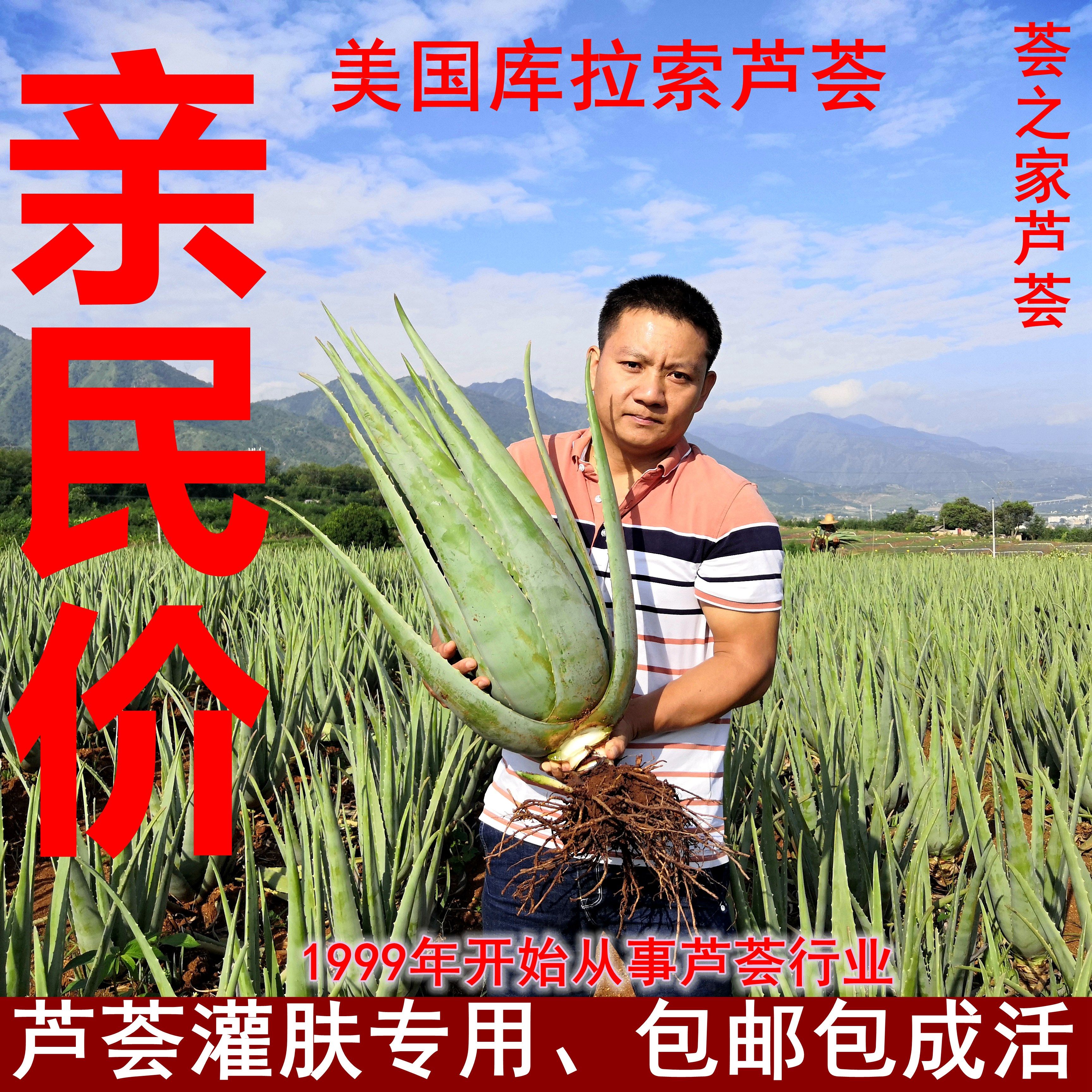 美国库拉索芦荟露天种植芦荟小苗绿植盆栽芦荟盆栽盆景药用食用