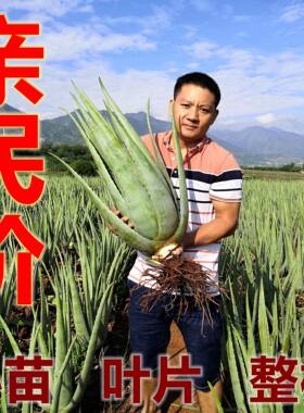 绿植美国灌肤食用芦荟盆栽