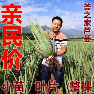 美国库拉索芦荟苗美容院芦荟灌肤芦荟叶片绿植芦荟盆栽鲜芦荟多肉