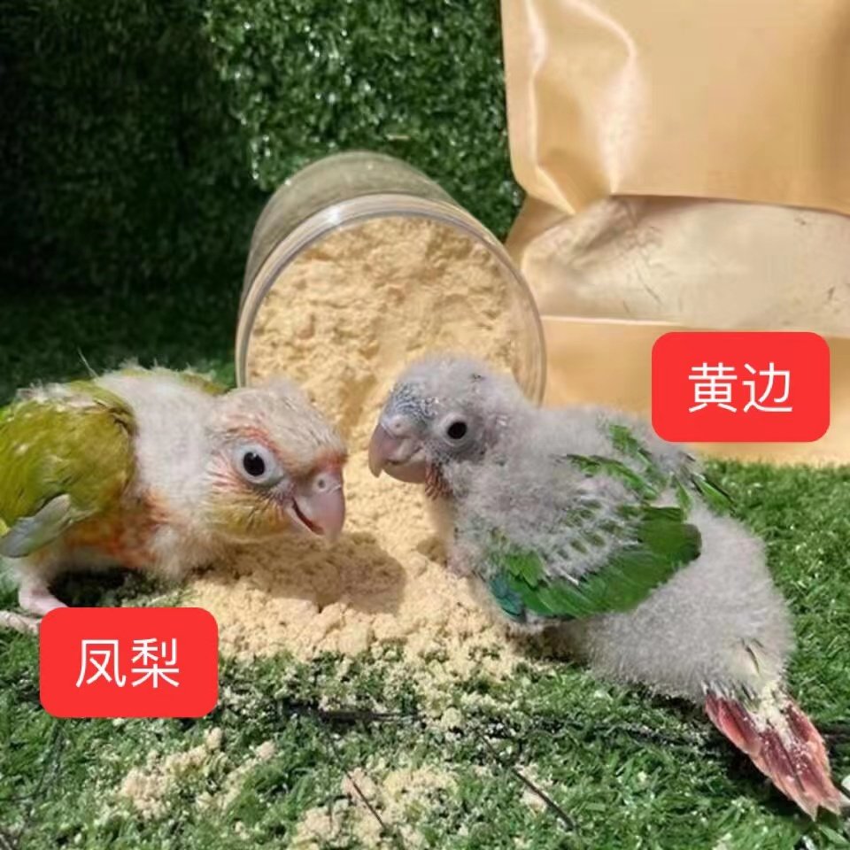 黄边小太阳鹦鹉凤梨绿颊锥尾鹦鹉雏鸟半毛手养鹦鹉,宠物/宠物食品及用品,特种养殖鸟类宠物,淘宝优惠券,粉丝福利购,淘宝优惠卷