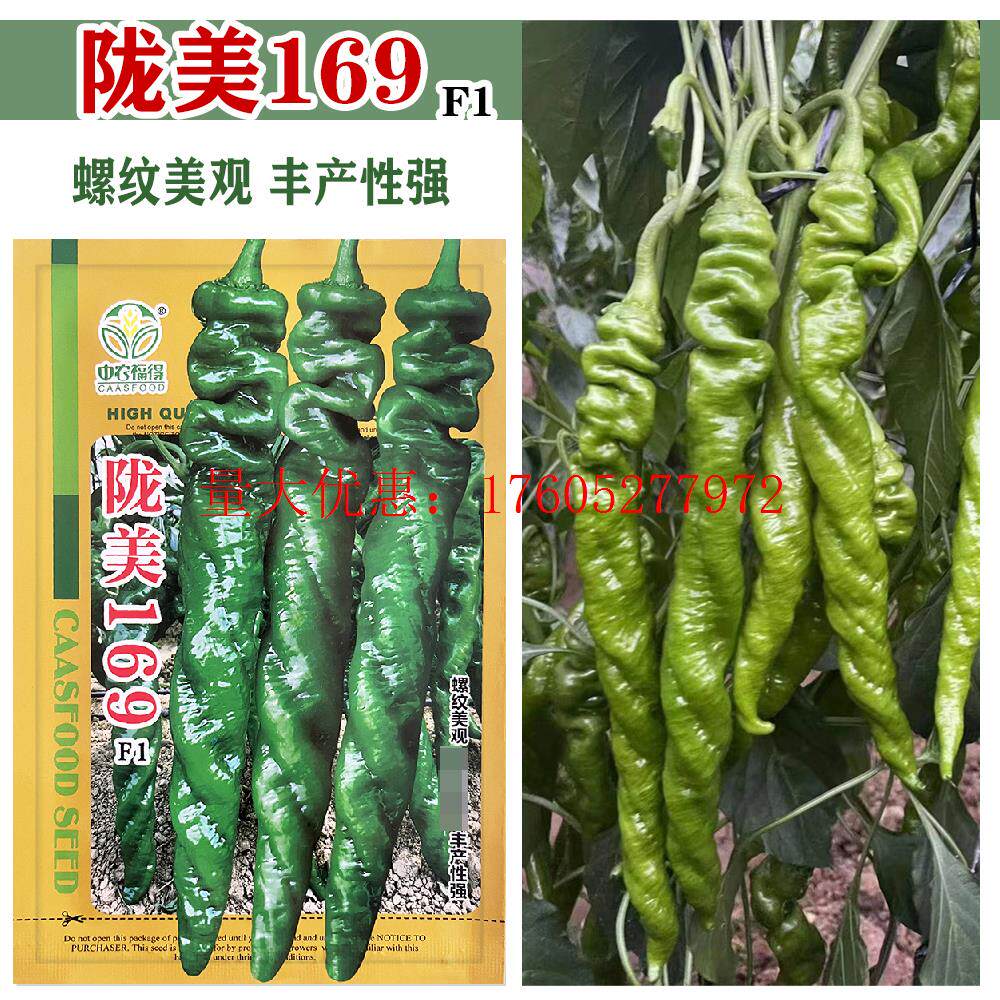 陇美169 螺丝椒种子耐低温高产抗病全螺旋型薄皮辣椒籽大田用种孑