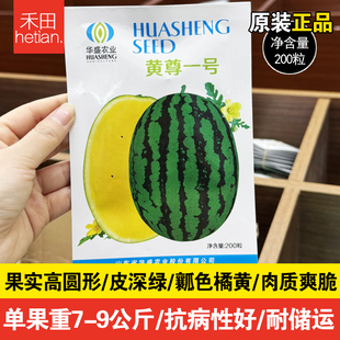华盛黄尊一号西瓜种子水果黄瓤西瓜种籽四季早春黄心麒麟瓜苗