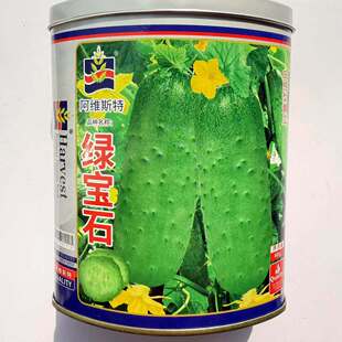 阿维斯绿宝石黄瓜种子口感型短棒水果黄瓜种子甜脆嫩庭院阳台蔬菜