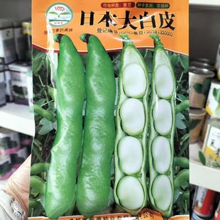 大蚕豆种籽高产日本大白皮蚕豆种子大阪豆一寸大胡豆种子豌豆种孑