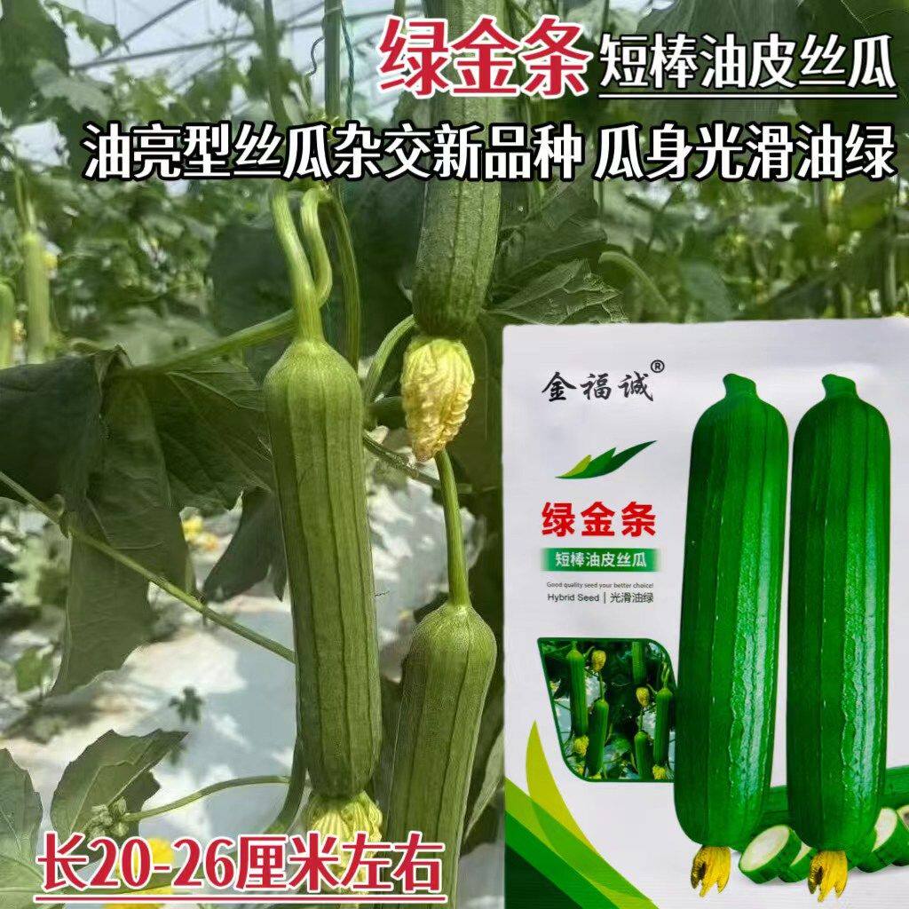 绿金条油亮短棒丝瓜种子早熟抗病高产油绿肉质硬采收期长丝瓜种籽