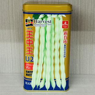 王中王U2罐装特嫩架豆种子四季梅豆种籽抗病强早中熟绿色春秋高产