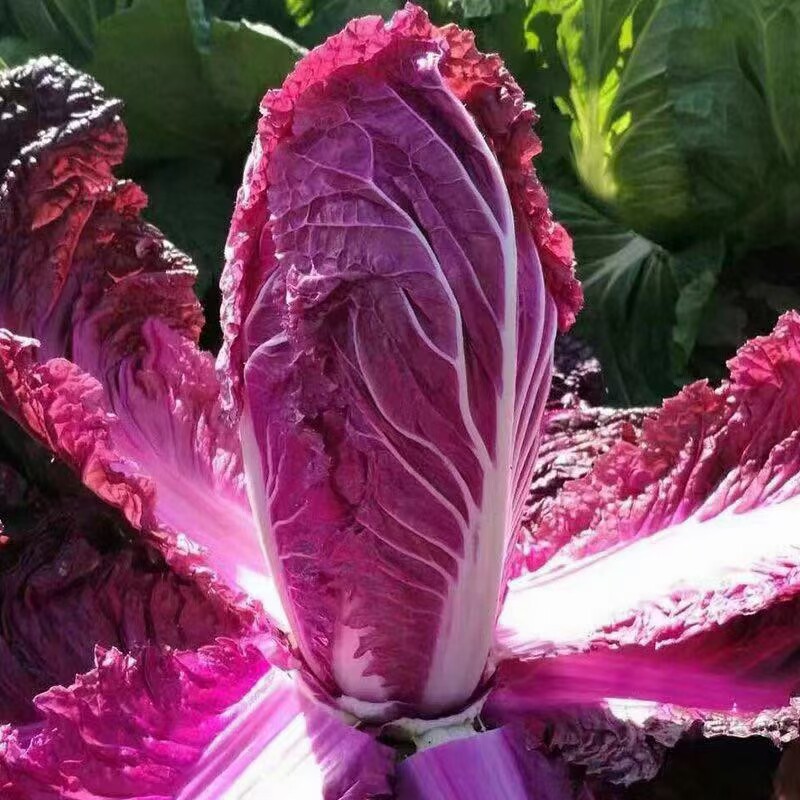 种子紫大白菜紫色农科院有机四季播种田地蔬菜籽庭院白菜里外营养
