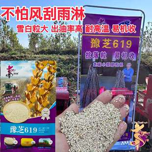 华益龙豫芝619芝麻种子高产耐旱抗病蒴果密集出油率高易机收高产