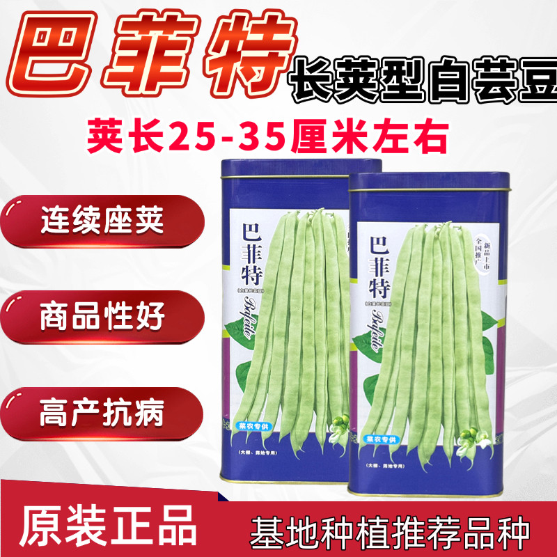 宏雨巴菲特芸豆种子高产抗病耐热耐寒四季农家菜园基地种植蔬菜种