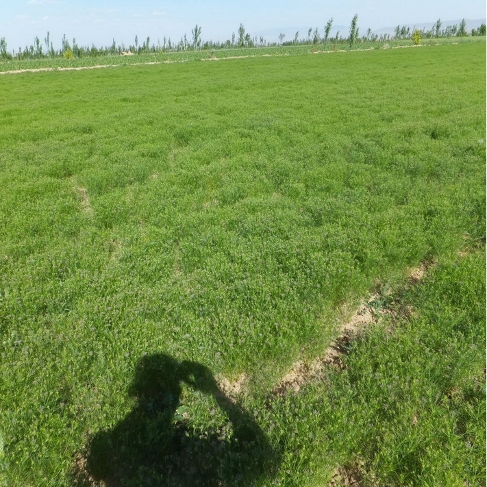 孜然种子 孜然粉 枯茗孜然芹新疆孜然 调味香料蔬菜种籽植物