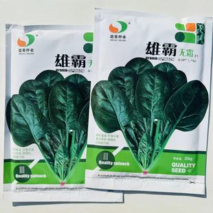 雄霸无霜菠菜种籽中早熟高产杂交黑油亮墨兰菠菜种子农家田园秋播