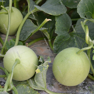 春播甜瓜种子果美甜宝杂交香瓜种子农家田园小甜瓜基地瓜农专用