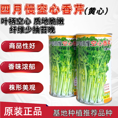 四月慢空心香芹种子籽叶柄空心黄心耐抽苔蔬菜香芹种籽基地大户用