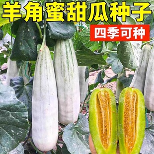 羊角蜜甜瓜种籽正宗羊角密种孑超甜四季种子甜瓜苗秧苗大全瓜苗