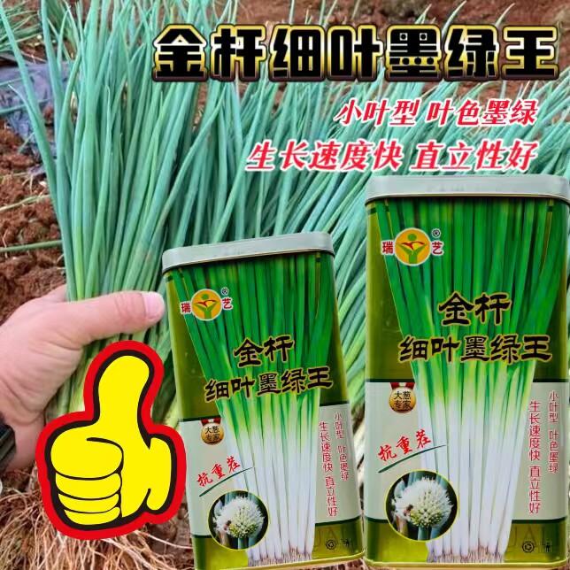 金杆青韭菜种子高产杂交抗病白根宽叶韭不休眠耐寒蔬菜种孑籽种