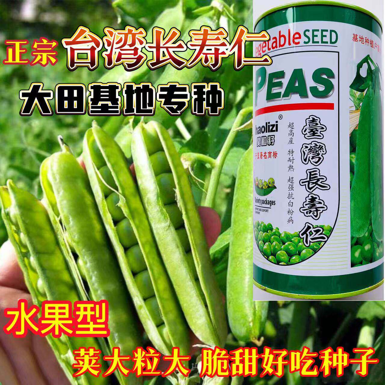 正宗台湾长寿仁种子高产大荚甜脆豌豆种子农家大田基地春秋精选种