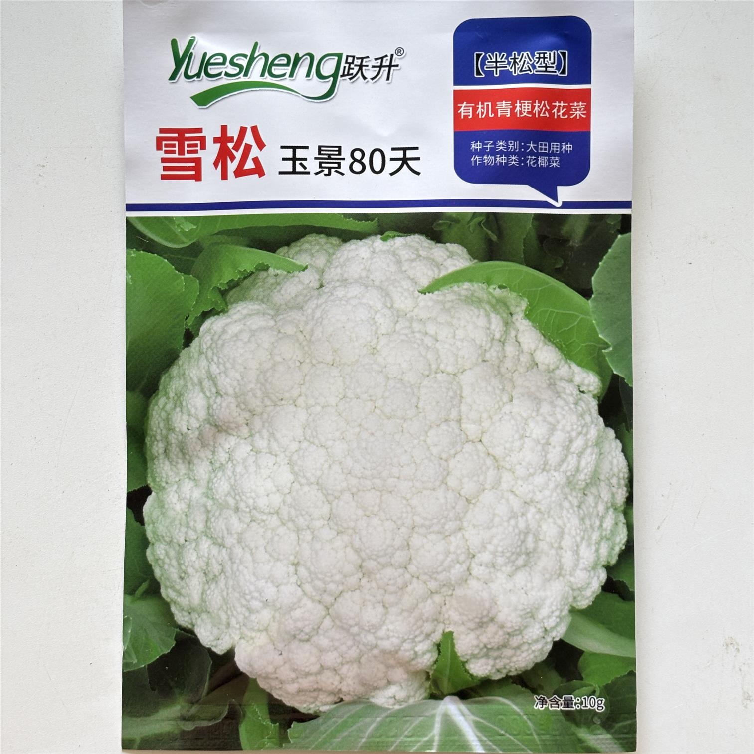 雪松玉景80天青梗松花菜种子高产抗病早熟大田花椰菜种籽蔬菜种子
