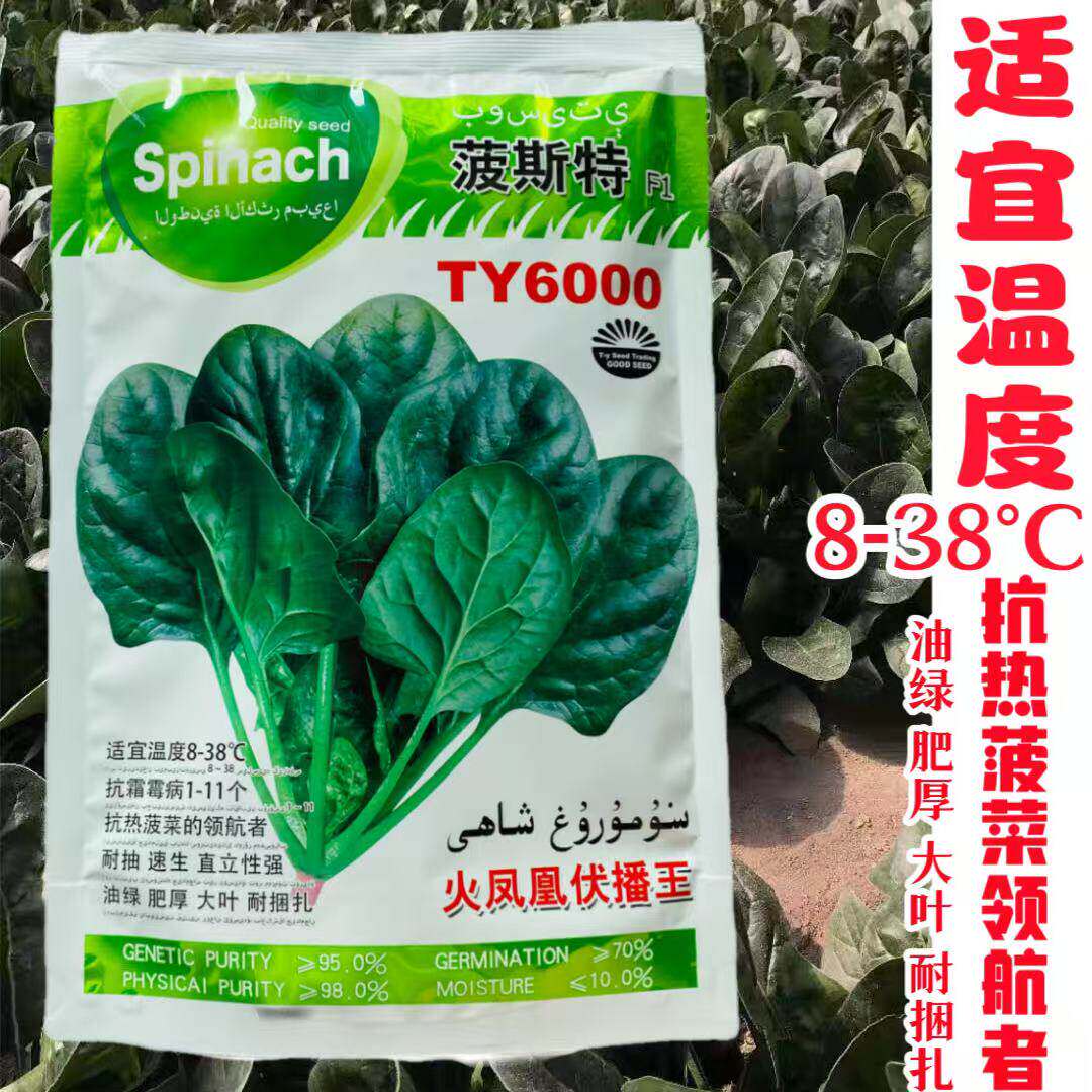 菠斯特菠菜种子直立耐热王黑绿菠菜种子抗病耐抽苔抗热菠菜种子