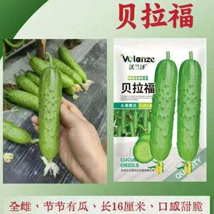 沃兰泽贝拉福水果黄瓜种子300粒早熟绿皮绿肉旱黄瓜种籽 肉质细嫩