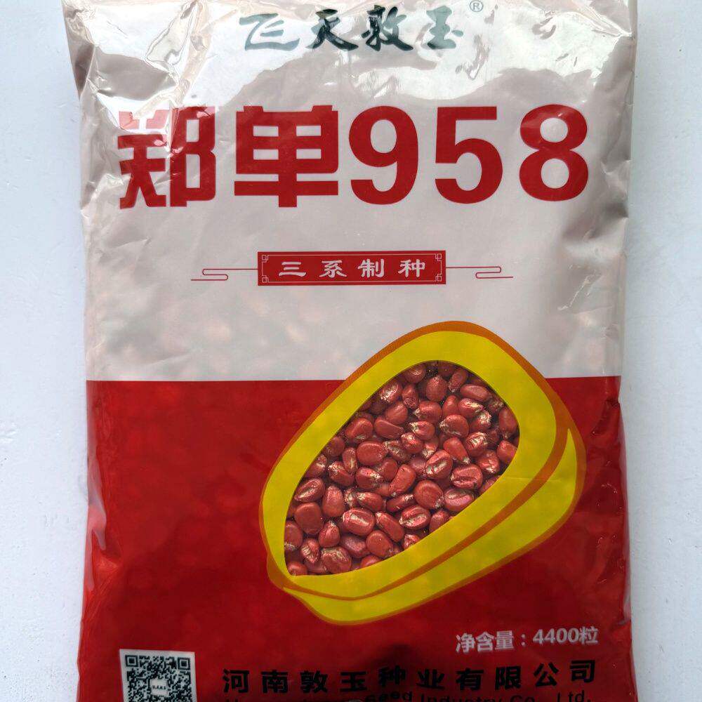 国审郑单958玉米种子全新升级大棒抗旱耐涝盐碱地适广性强大大田