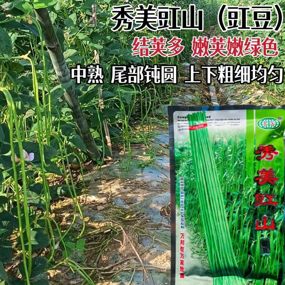 秀美豇山长豆角种子厚肉型油绿豇豆高产抗病不鼓籽耐老化大田种孑