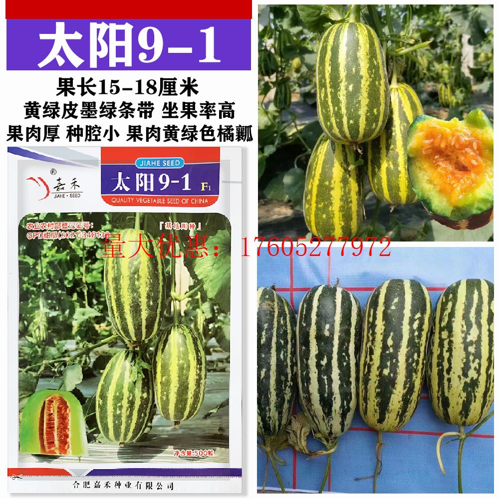 太阳9-1 薄皮杂交甜瓜种子厚肉黄绿色果肉酥脆种籽香甜抗病高产孑